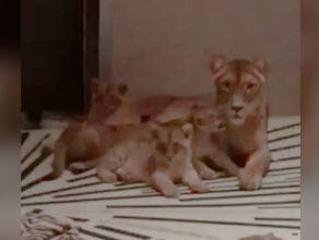 Cztery lwiątka urodziły się w gdańskim zoo