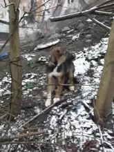 Adoptowany szczeniak przywiązany do drzewa