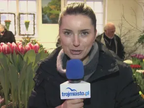 Nowy tulipan o nazwie Lech Wałęsa.