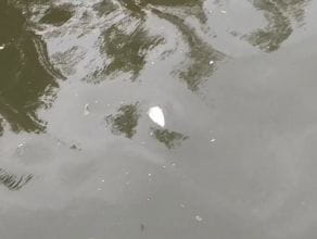 Śnięte ryby w Motławie