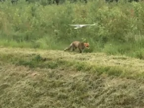 Mewa atakuje lisa przy jeziorku na Jasieniu