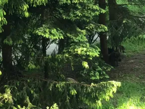 Dziki szorują o drzewa w Sopocie