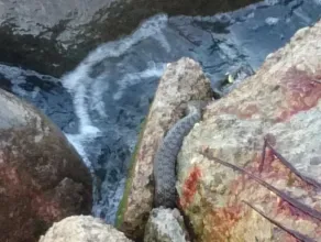 Wąż na Bulwarze Nadmorskim w Gdyni