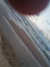 Martwa foka na plaży w Sopocie