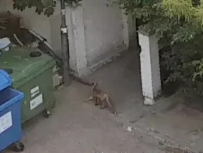 Lis buszuje w śmietniku na Chełmie