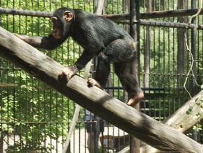 Publiczne karmienie szympansów w ZOO