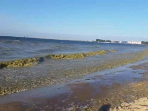 Zanieczyszczona woda na plaży Brzeźno