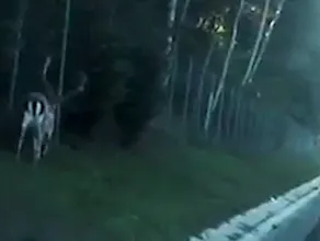 Policjanci pomogli zagubionemu jeleniowi
