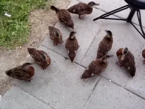 Dzikie kaczki w ogrodzie we Wrzeszczu