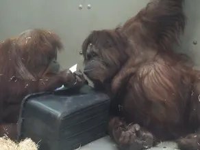 Zoo: orangutan maluje obrazy