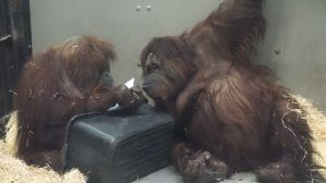 Zoo: orangutan maluje obrazy