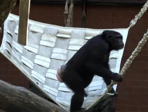Szympansy mają nową trampolinę 