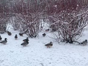 Kaczki na zimowym spacerze