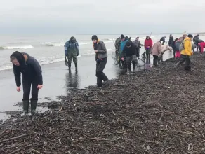Zbieranie bursztynu na plaży 