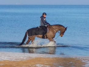 Koń na plaży w Sopocie