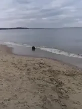 Bóbr na plaży