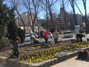 Wiosenne kwiaty wyrastają w centrum Gdyni