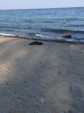 Foka na plaży oksywskiej
