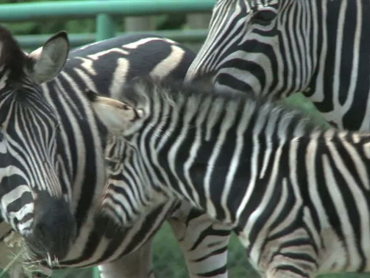 Narodziny zebry w gdańskim Zoo.