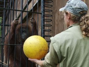 ZOO: Gimnastyka leciwych orangutanów