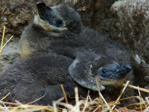 ZOO: Małe pisklaki gdańskich pingwinów