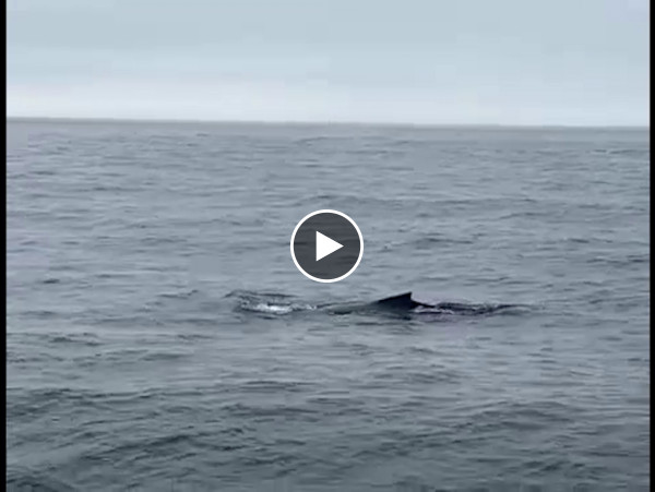 Wieloryb w Bałtyku