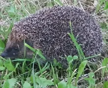 Bliskie spotkanie z kolczastą kulką