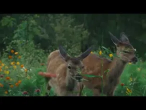 Bambi. Opowieść leśna - zwiastun