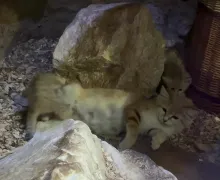 Podwójna radość w gdańskim zoo. Urodziły się koty pustynne