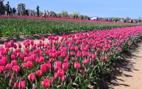                     Pole do zrywania tulipanów już otwarte
                                            