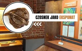                     Ten czosnek ma 600 lat i jest w muzeum
                                            