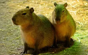                     Zdecyduj, jak nazwać małe kapibary
                                            