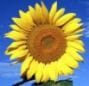 Słonecznik - trójmiejska kwiaciarnia internetowa