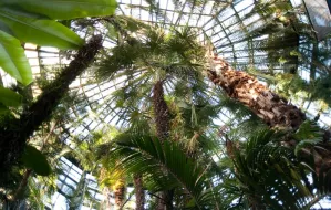 Oliwska palma przerosła swoją oranżerię i uszkodziła jej dach