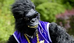 Ebola Ape - małpa, która gra muzykę