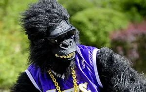 Ebola Ape - małpa, która gra muzykę