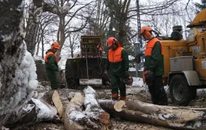 Ruszyła wycinka 20 tys. drzew na trasie Kolei Metropolitalnej