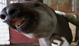 ZOO: maraton szczotkowania tapirów