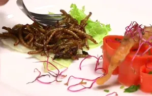 Szarańcza i larwy mącznika, czyli nowe smaki na naszych stołach