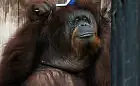 40 urodziny orangutanów z gdańskiego ZOO
