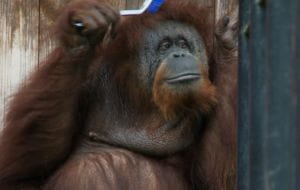 40 urodziny orangutanów z gdańskiego ZOO