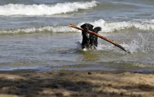 Kolejna plaża dla psów w Gdyni od maja