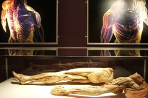 Kontrowersyjna wystawa: lekcja anatomii czy łamanie prawa?
