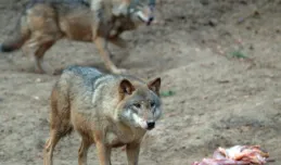 Coraz więcej wilków w okolicach Trójmiasta