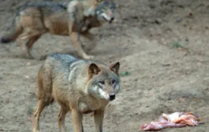 Coraz więcej wilków w okolicach Trójmiasta