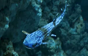 Drugi rekin urodził się w Akwarium Gdyńskim