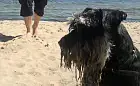 Psy na sopockiej plaży? Tylko wieczorem