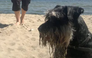 Psy na sopockiej plaży? Tylko wieczorem