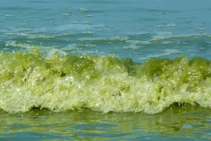 Sinice pojawiły się na trójmiejskich plażach