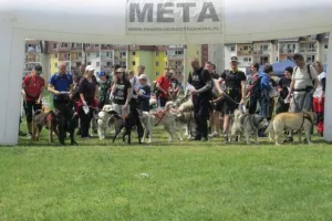 Dogtrekking, czyli pobiegaj z psem po lesie